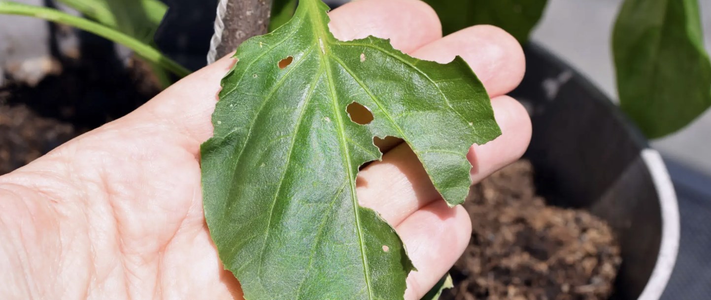 Liście zjedzone przez ślimaki