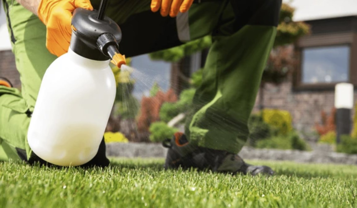 opryskiwanie trawnika przeciw chwastom