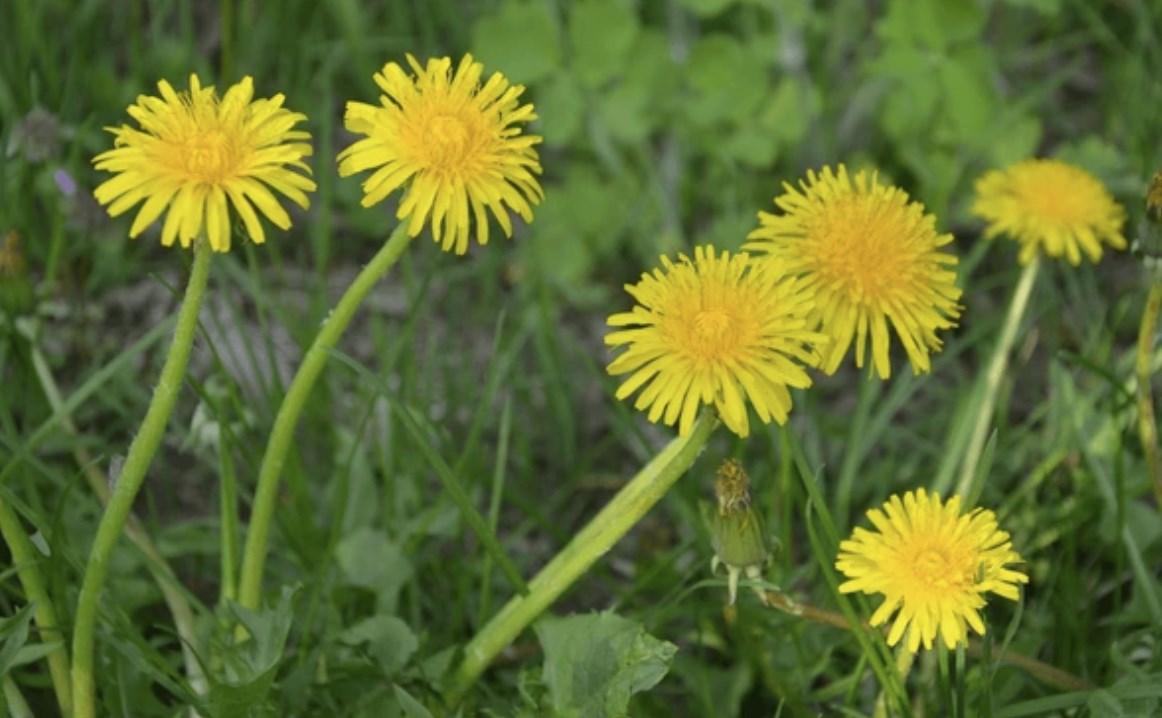 mniszek lekarski na trawniku