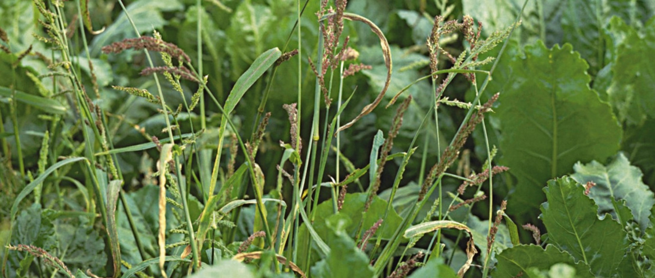 chwastnica na trawniku