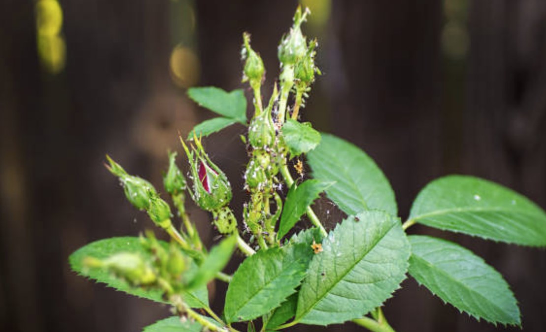 Zniszczone liście przez mszyce