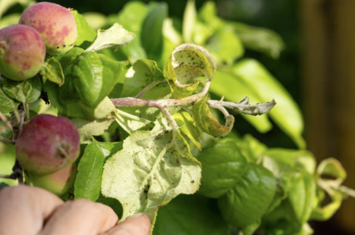 Zniszczone rośliny przez mszyce