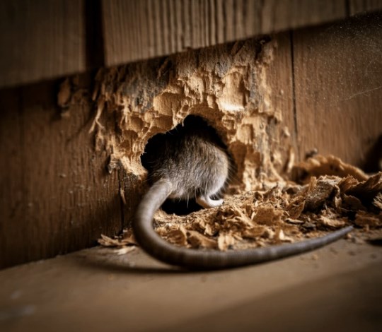 mysz przeciskająca się przez dziurę