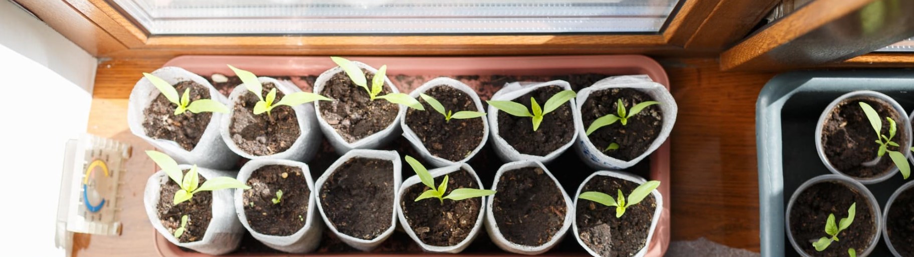 Sadzonki gotowe do przesadzenia