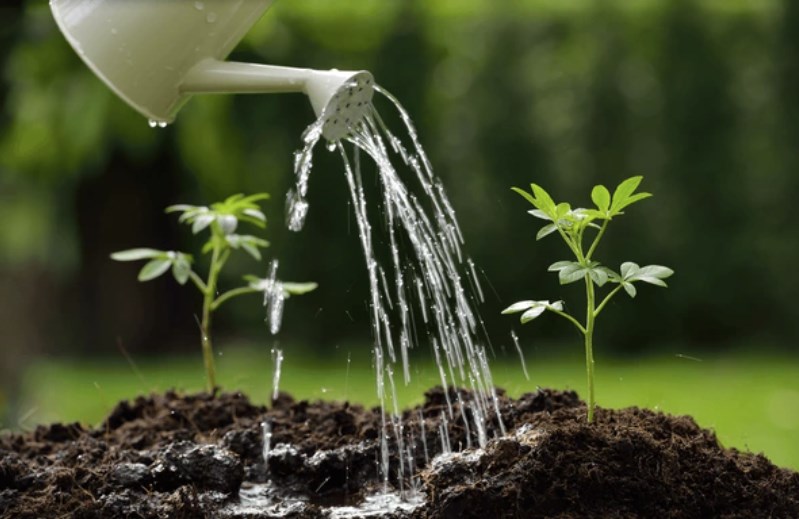 Podlewanie roślin konewką
