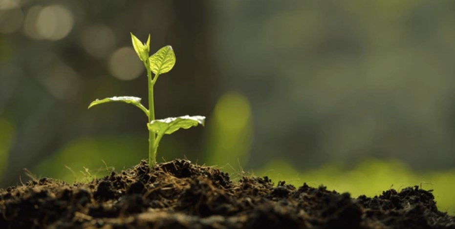 Kiełkująca roślina