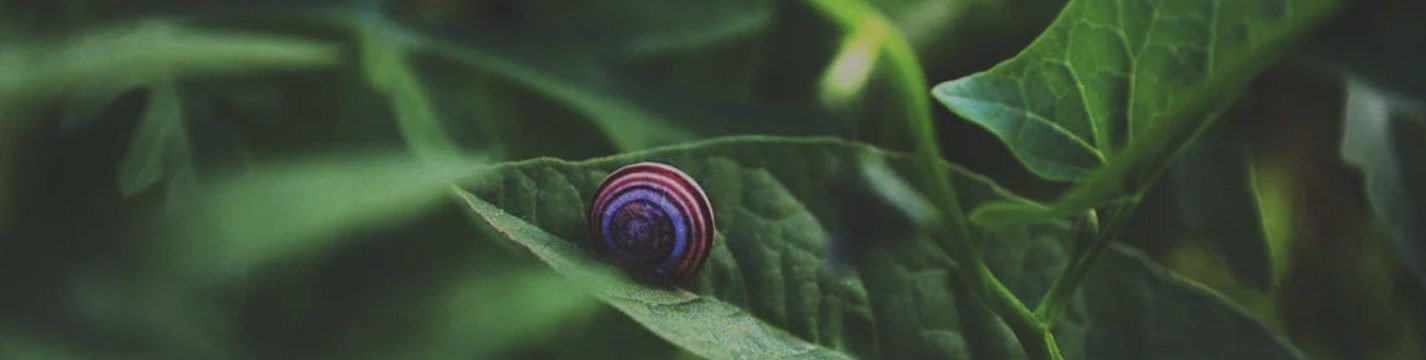 Walczymy ze ślimakami w ogrodzie!