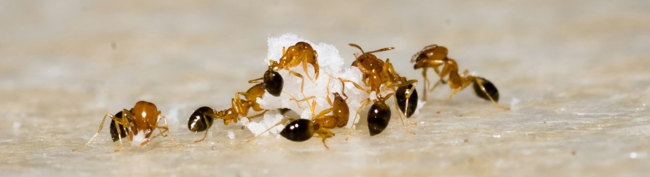 Jak pozbyć się mrówek?