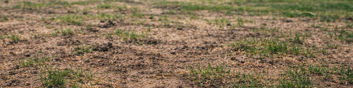 Dlaczego trawa nie rośnie po zasianiu – najczęstsze błędy przy zakładaniu trawnika