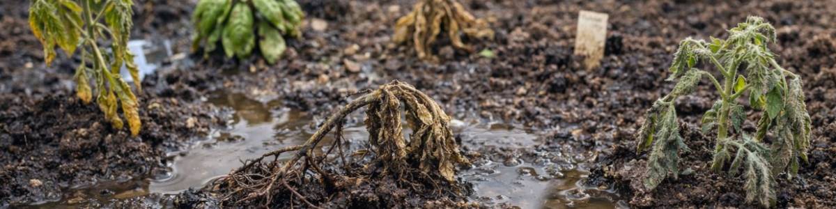 Dlaczego sadzonki gniją po posadzeniu – 6 najczęstszych błędów, które niszczą rośliny